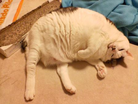 ガルちゃん猫カフェ☆10号店開店しました (はじめての方も大歓迎♪)