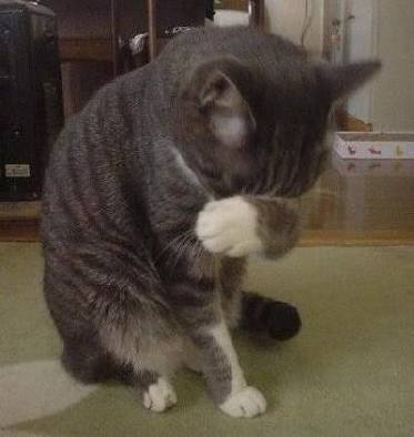 ガルちゃん猫カフェ☆10号店開店しました (はじめての方も大歓迎♪)