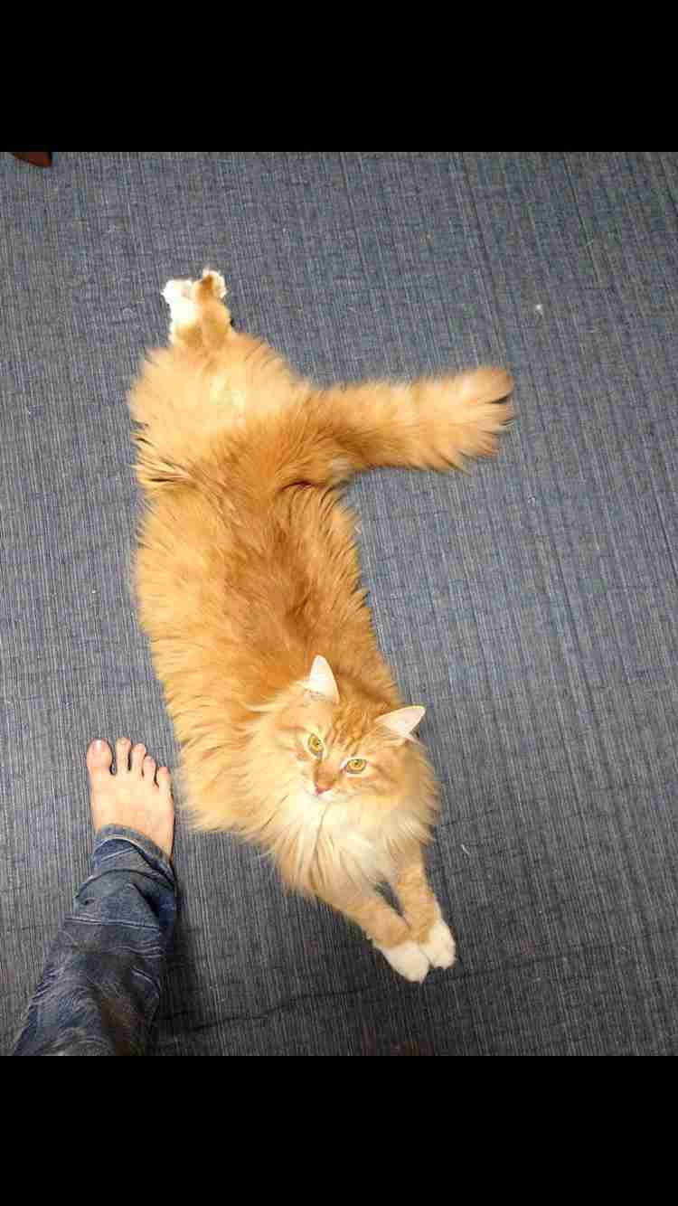 ガルちゃん猫カフェ☆10号店開店しました (はじめての方も大歓迎♪)