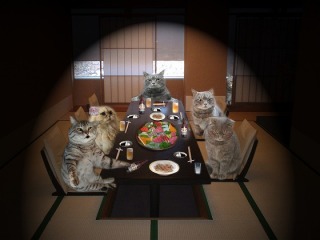 ガルちゃん猫カフェ☆10号店開店しました (はじめての方も大歓迎♪)