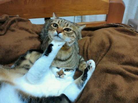 ガルちゃん猫カフェ☆10号店開店しました (はじめての方も大歓迎♪)