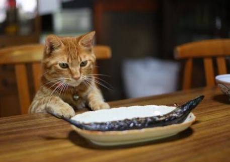 ガルちゃん猫カフェ☆10号店開店しました (はじめての方も大歓迎♪)