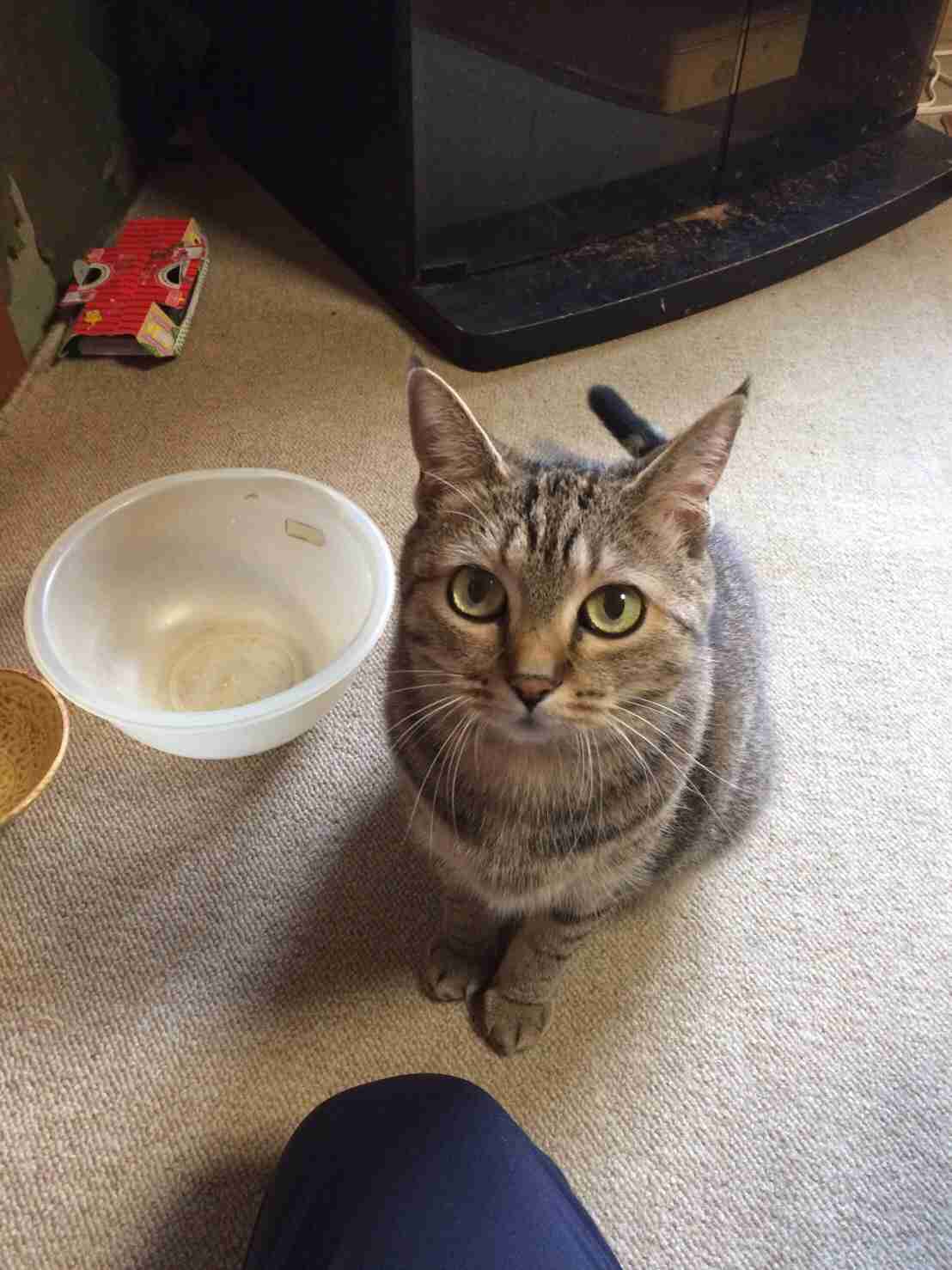 ガルちゃん猫カフェ☆10号店開店しました (はじめての方も大歓迎♪)