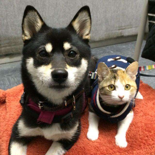 ガルちゃん猫カフェ☆10号店開店しました (はじめての方も大歓迎♪)