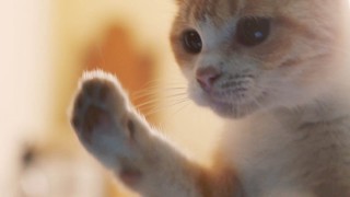 ガルちゃん猫カフェ☆10号店開店しました (はじめての方も大歓迎♪)