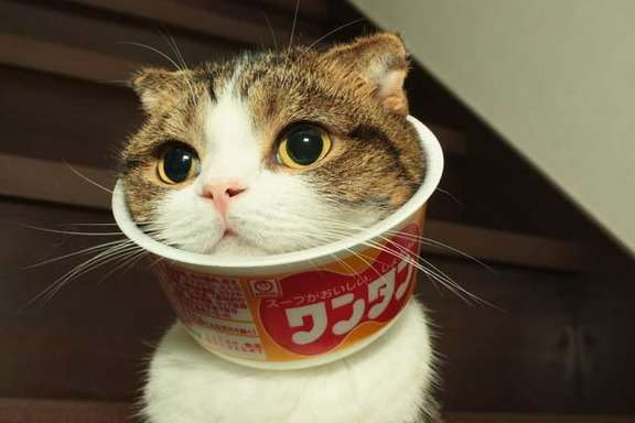 ガルちゃん猫カフェ☆10号店開店しました (はじめての方も大歓迎♪)