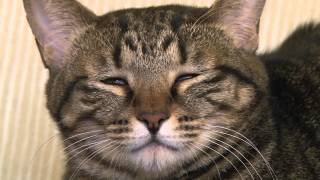 ガルちゃん猫カフェ☆10号店開店しました (はじめての方も大歓迎♪)