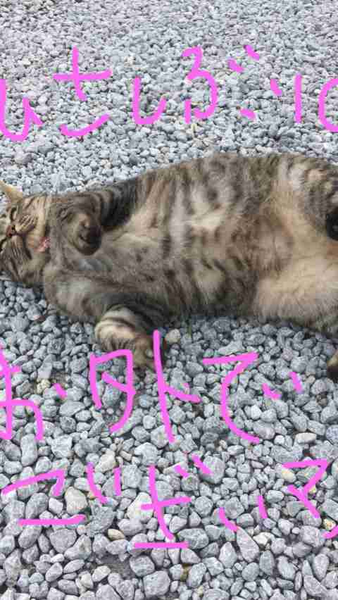 ガルちゃん猫カフェ☆10号店開店しました (はじめての方も大歓迎♪)