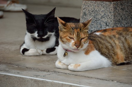 ガルちゃん猫カフェ☆10号店開店しました (はじめての方も大歓迎♪)
