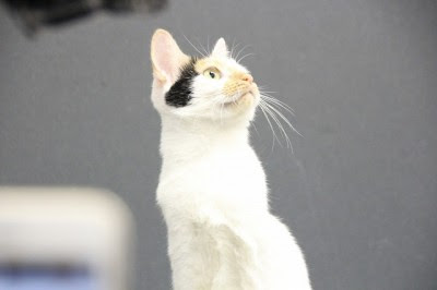 ガルちゃん猫カフェ☆10号店開店しました (はじめての方も大歓迎♪)