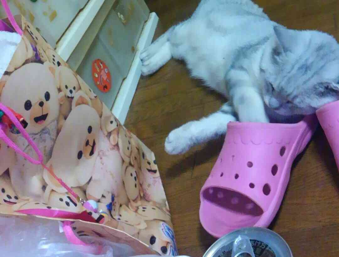ガルちゃん猫カフェ☆10号店開店しました (はじめての方も大歓迎♪)