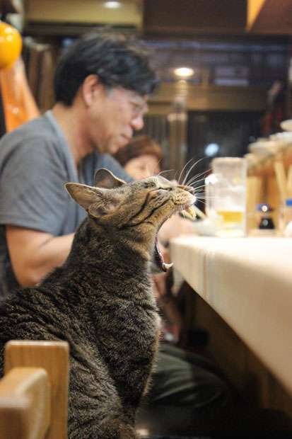 ガルちゃん猫カフェ☆10号店開店しました (はじめての方も大歓迎♪)