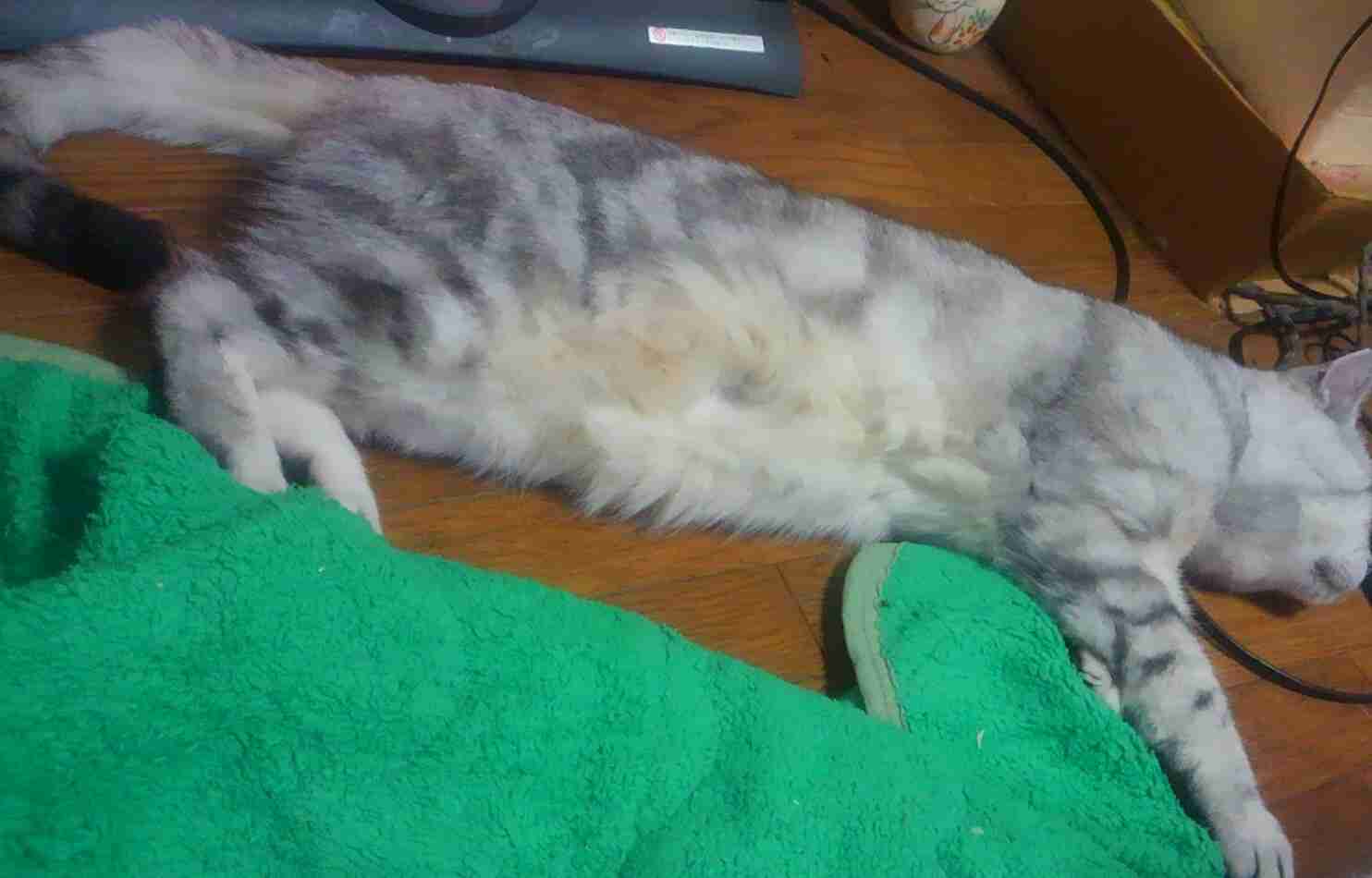 ガルちゃん猫カフェ☆10号店開店しました (はじめての方も大歓迎♪)