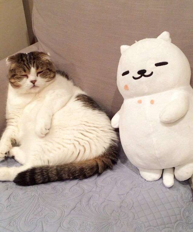 ガルちゃん猫カフェ☆10号店開店しました (はじめての方も大歓迎♪)
