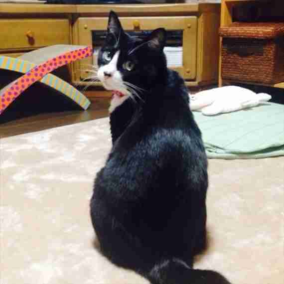 ガルちゃん猫カフェ☆10号店開店しました (はじめての方も大歓迎♪)