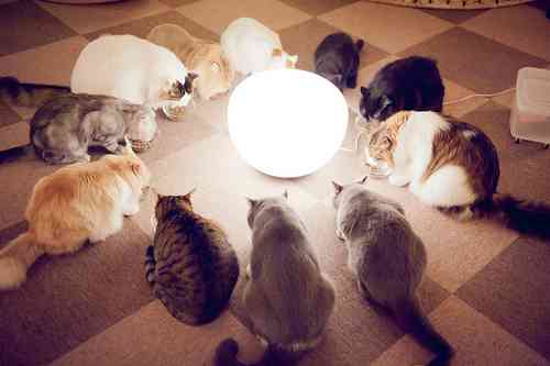ガルちゃん猫カフェ☆10号店開店しました (はじめての方も大歓迎♪)