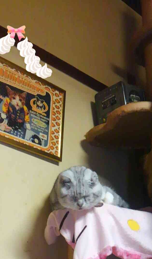 ガルちゃん猫カフェ☆10号店開店しました (はじめての方も大歓迎♪)