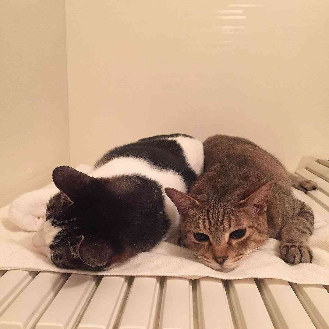 ガルちゃん猫カフェ☆10号店開店しました (はじめての方も大歓迎♪)