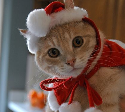 ガルちゃん猫カフェ☆10号店開店しました (はじめての方も大歓迎♪)