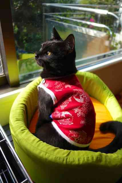ガルちゃん猫カフェ☆10号店開店しました (はじめての方も大歓迎♪)