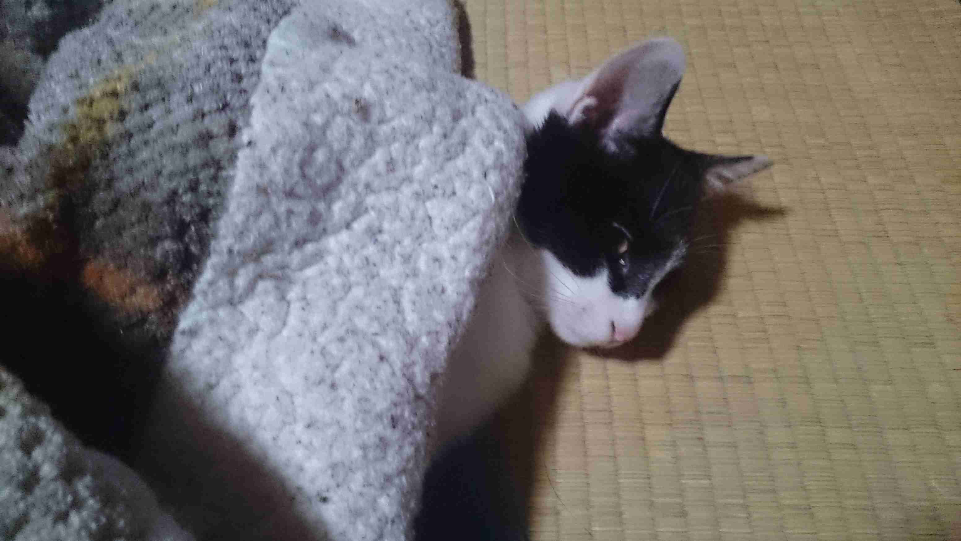 ガルちゃん猫カフェ☆10号店開店しました (はじめての方も大歓迎♪)