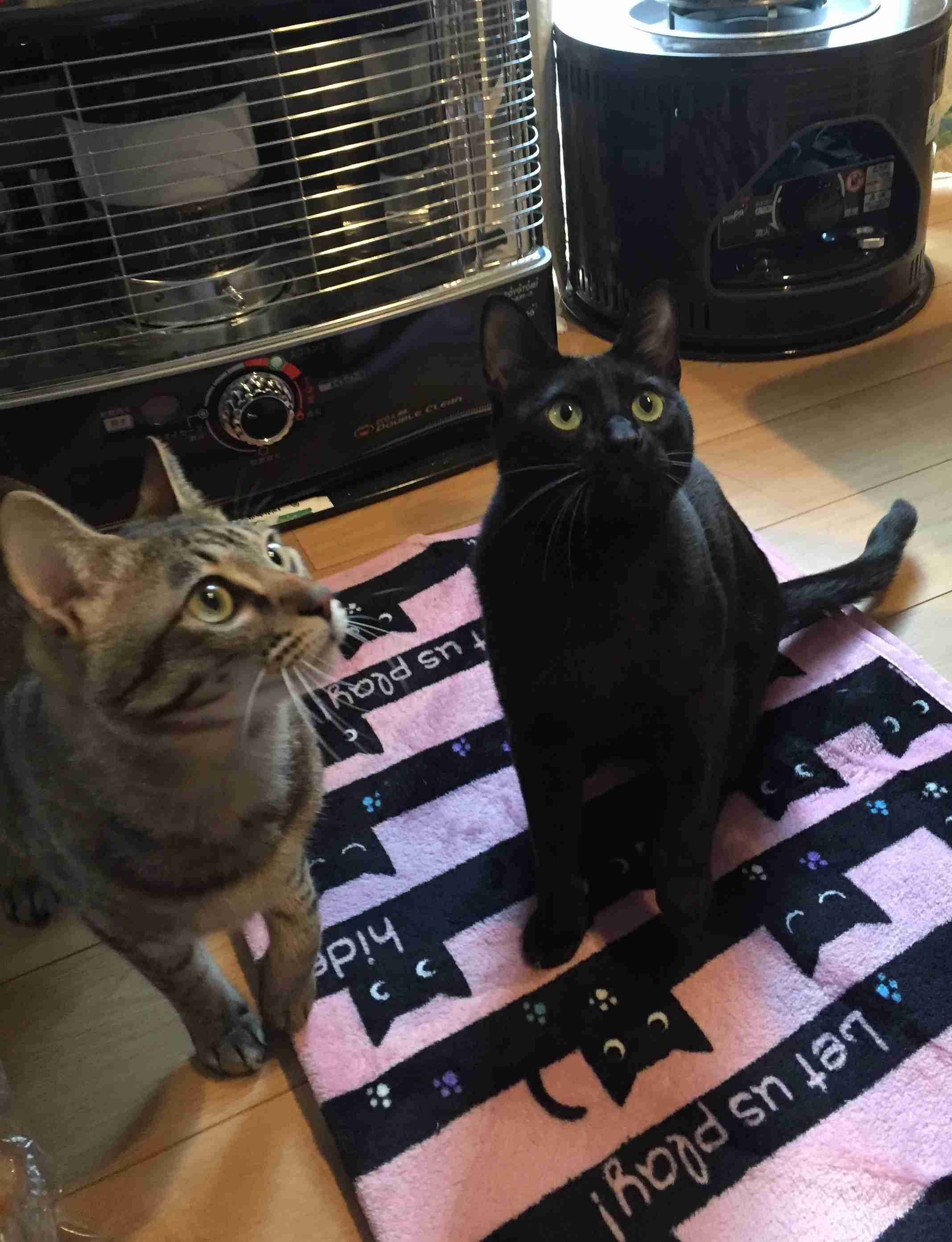 ガルちゃん猫カフェ☆10号店開店しました (はじめての方も大歓迎♪)