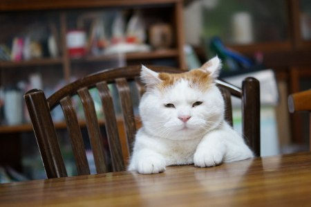 ガルちゃん猫カフェ☆10号店開店しました (はじめての方も大歓迎♪)