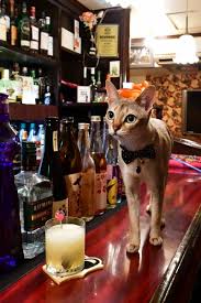 ガルちゃん猫カフェ☆10号店開店しました (はじめての方も大歓迎♪)