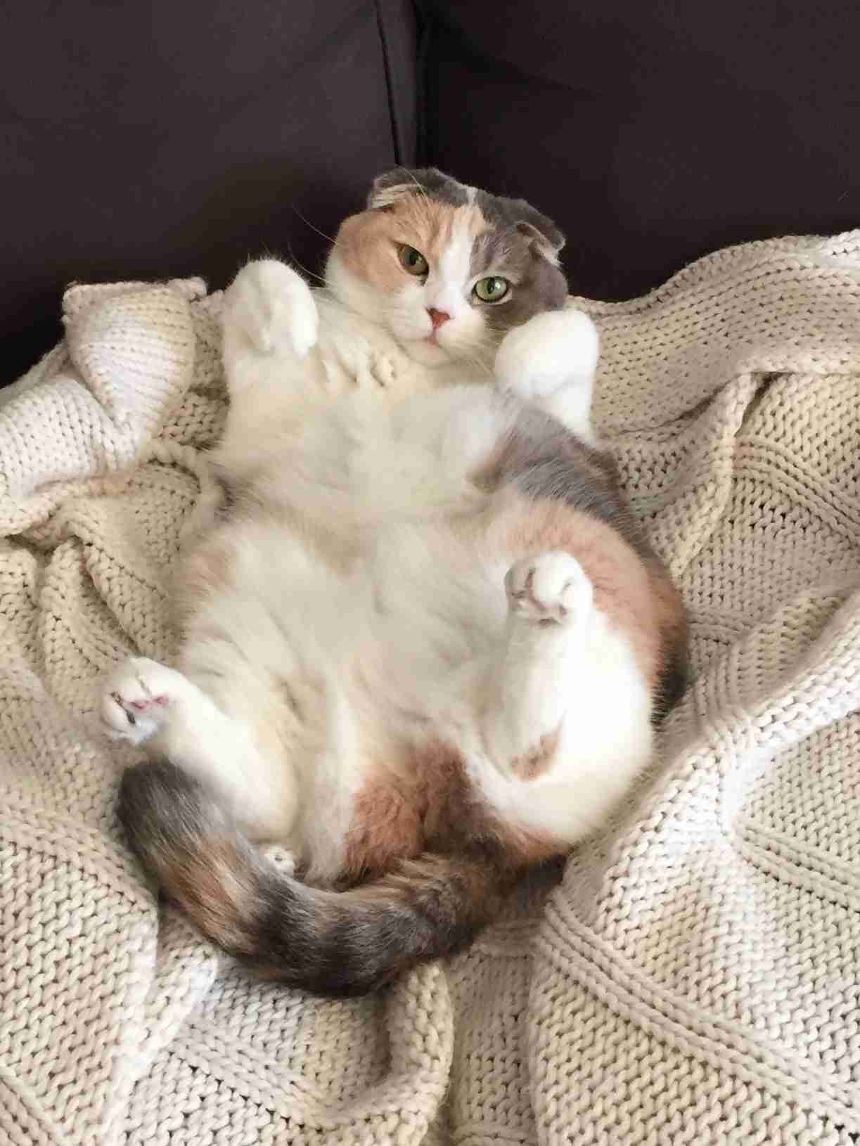 ガルちゃん猫カフェ☆10号店開店しました (はじめての方も大歓迎♪)