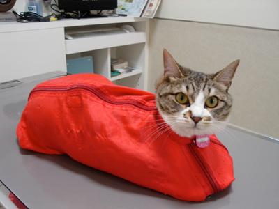 ガルちゃん猫カフェ☆10号店開店しました (はじめての方も大歓迎♪)