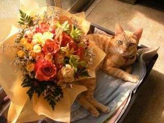 ガルちゃん猫カフェ☆10号店開店しました (はじめての方も大歓迎♪)