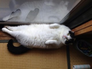 ガルちゃん猫カフェ☆10号店開店しました (はじめての方も大歓迎♪)