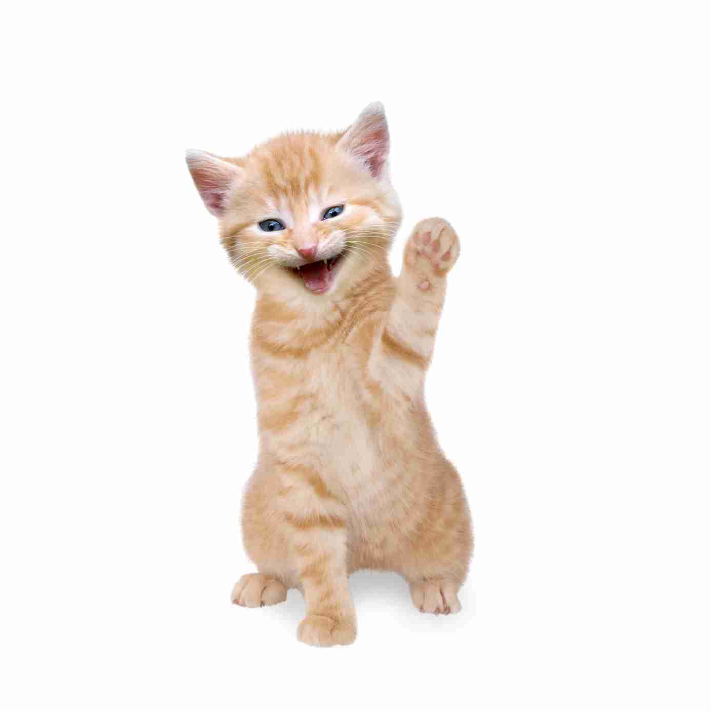 ガルちゃん猫カフェ☆10号店開店しました (はじめての方も大歓迎♪)