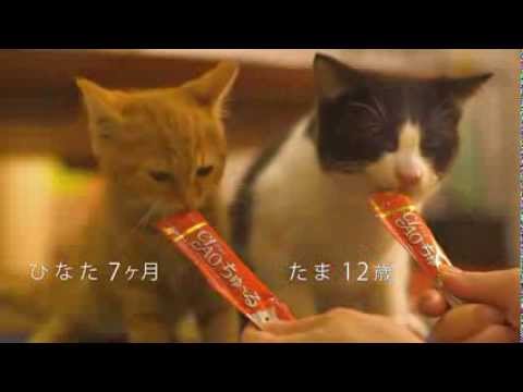 ガルちゃん猫カフェ☆10号店開店しました (はじめての方も大歓迎♪)