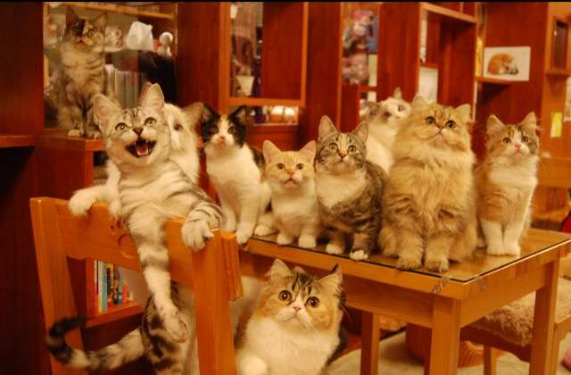 ガルちゃん猫カフェ☆10号店開店しました (はじめての方も大歓迎♪)
