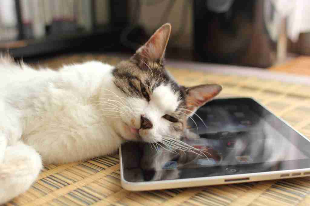 ガルちゃん猫カフェ☆10号店開店しました (はじめての方も大歓迎♪)