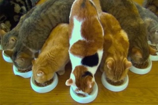 ガルちゃん猫カフェ☆10号店開店しました (はじめての方も大歓迎♪)