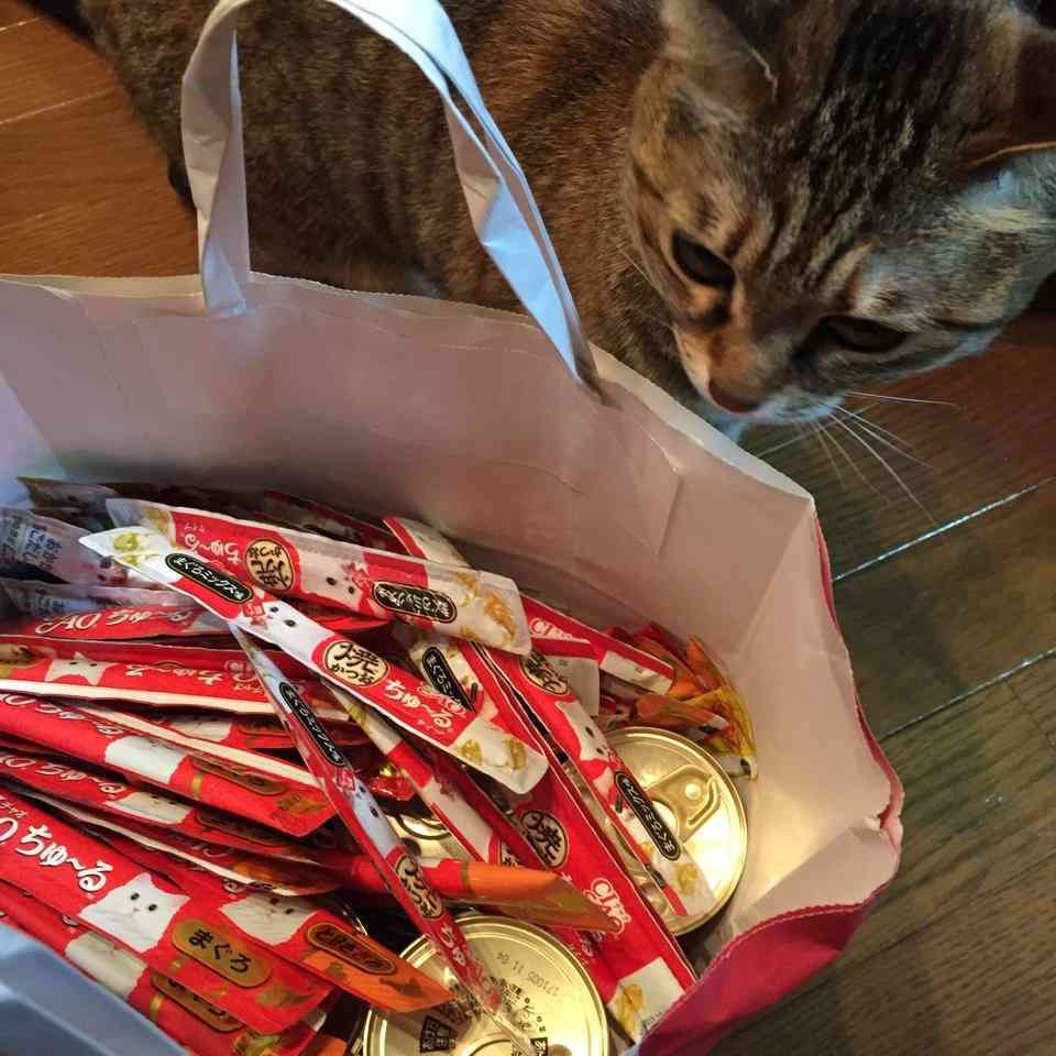 ガルちゃん猫カフェ☆10号店開店しました (はじめての方も大歓迎♪)