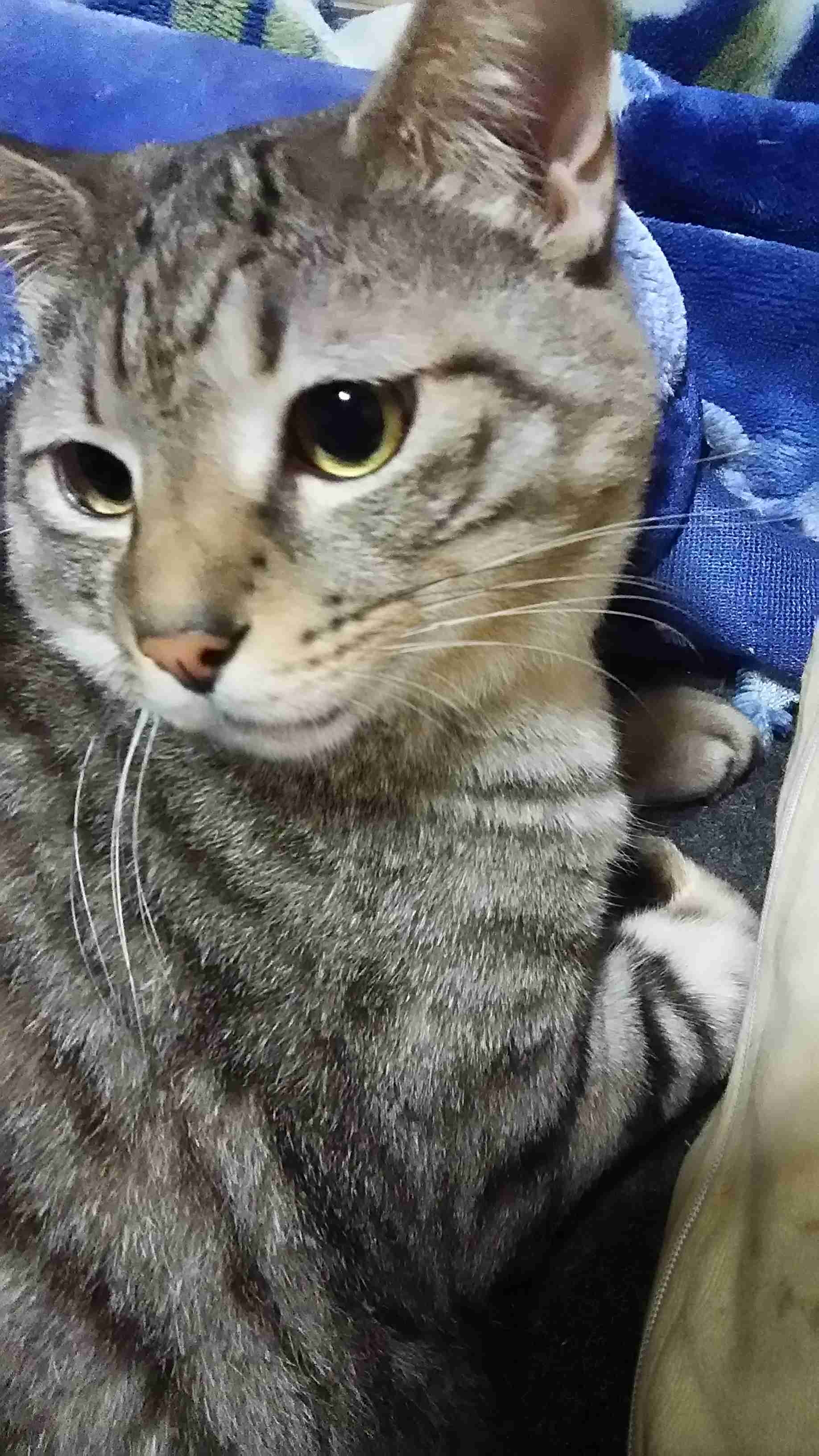 ガルちゃん猫カフェ☆10号店開店しました (はじめての方も大歓迎♪)