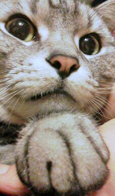 ガルちゃん猫カフェ☆10号店開店しました (はじめての方も大歓迎♪)