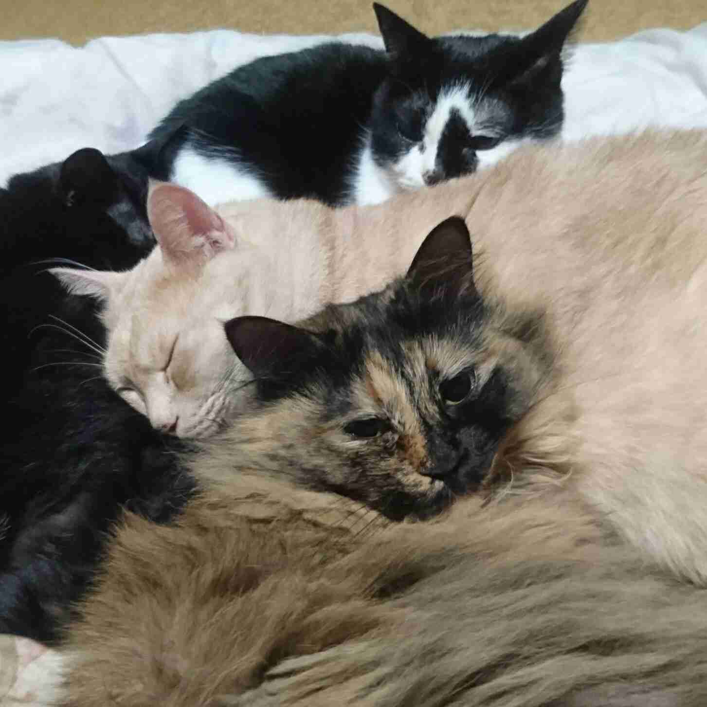ガルちゃん猫カフェ☆10号店開店しました (はじめての方も大歓迎♪)