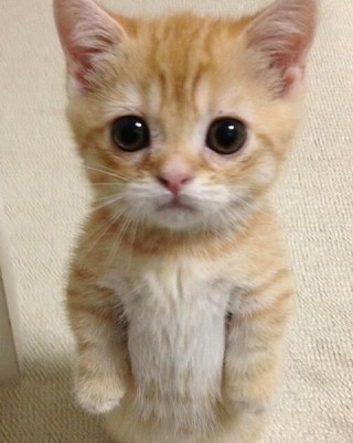 ガルちゃん猫カフェ☆10号店開店しました (はじめての方も大歓迎♪)