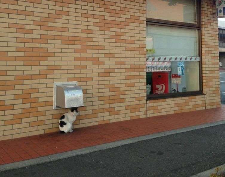 ガルちゃん猫カフェ☆10号店開店しました (はじめての方も大歓迎♪)