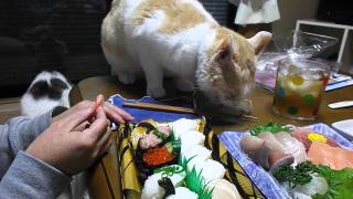 ガルちゃん猫カフェ☆10号店開店しました (はじめての方も大歓迎♪)