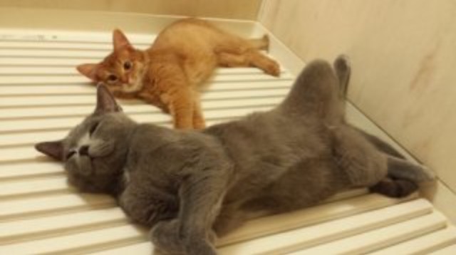 ガルちゃん猫カフェ☆10号店開店しました (はじめての方も大歓迎♪)