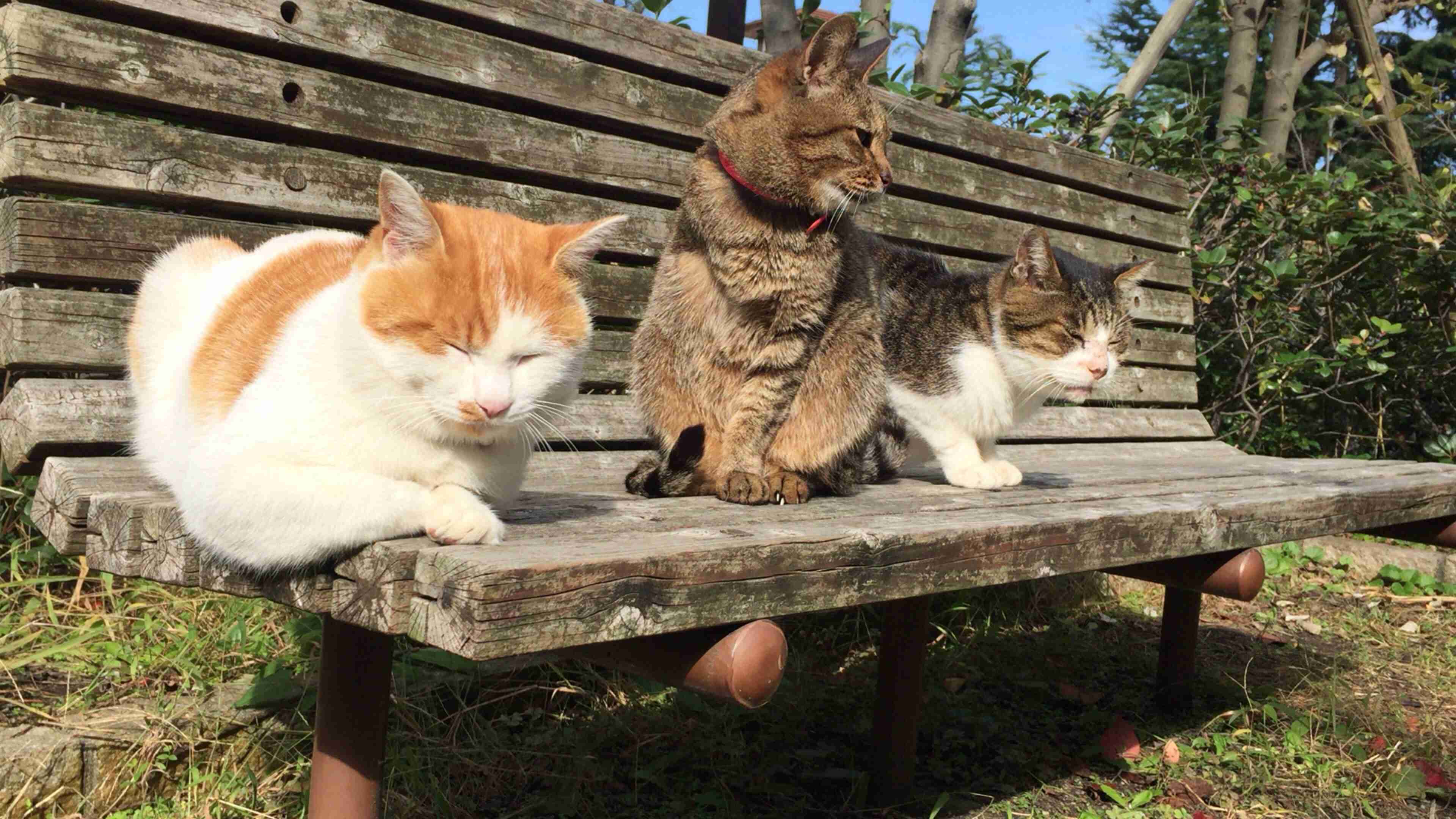 ガルちゃん猫カフェ☆10号店開店しました (はじめての方も大歓迎♪)