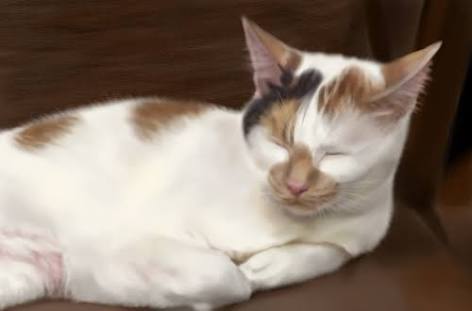 ガルちゃん猫カフェ☆10号店開店しました (はじめての方も大歓迎♪)