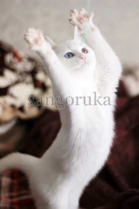 ガルちゃん猫カフェ☆10号店開店しました (はじめての方も大歓迎♪)