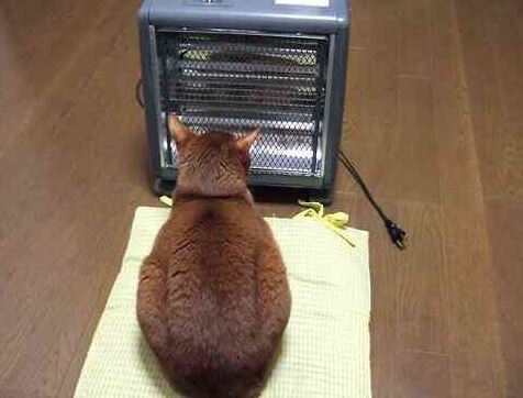 ガルちゃん猫カフェ☆10号店開店しました (はじめての方も大歓迎♪)