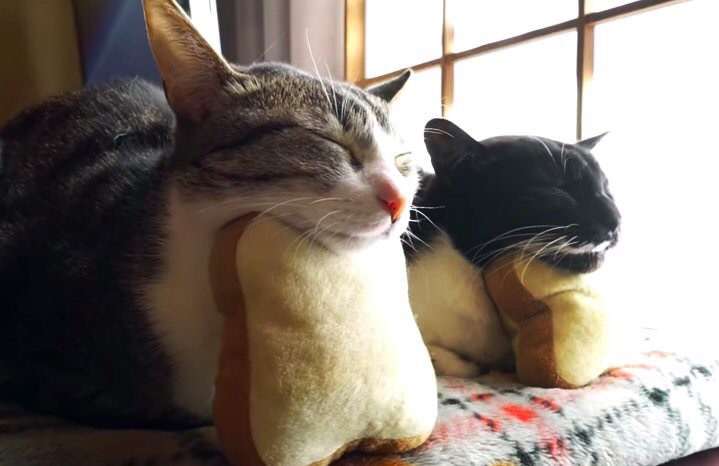 ガルちゃん猫カフェ☆10号店開店しました (はじめての方も大歓迎♪)